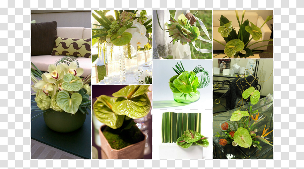 Green Anthurium Centrepiece, Plant, Potted Plant, Vase, Jar Transparent Png