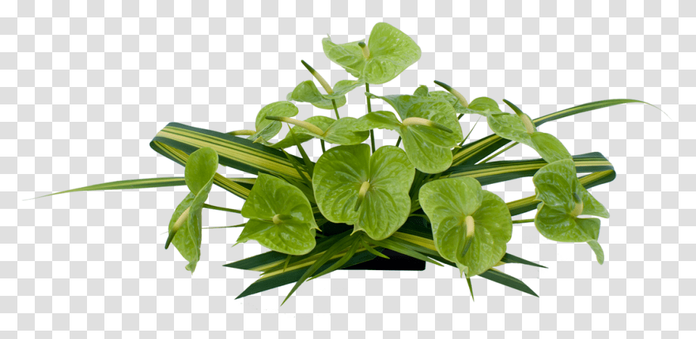 Green Anthurium Hawaiian Flowers Flower, Plant, Leaf, Blossom, Araceae Transparent Png