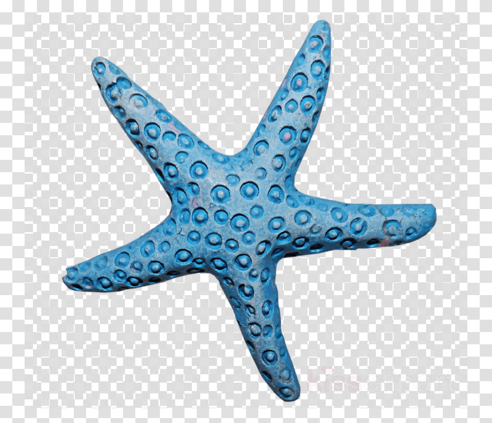 Green Arrow, Starfish, Invertebrate, Sea Life, Animal Transparent Png