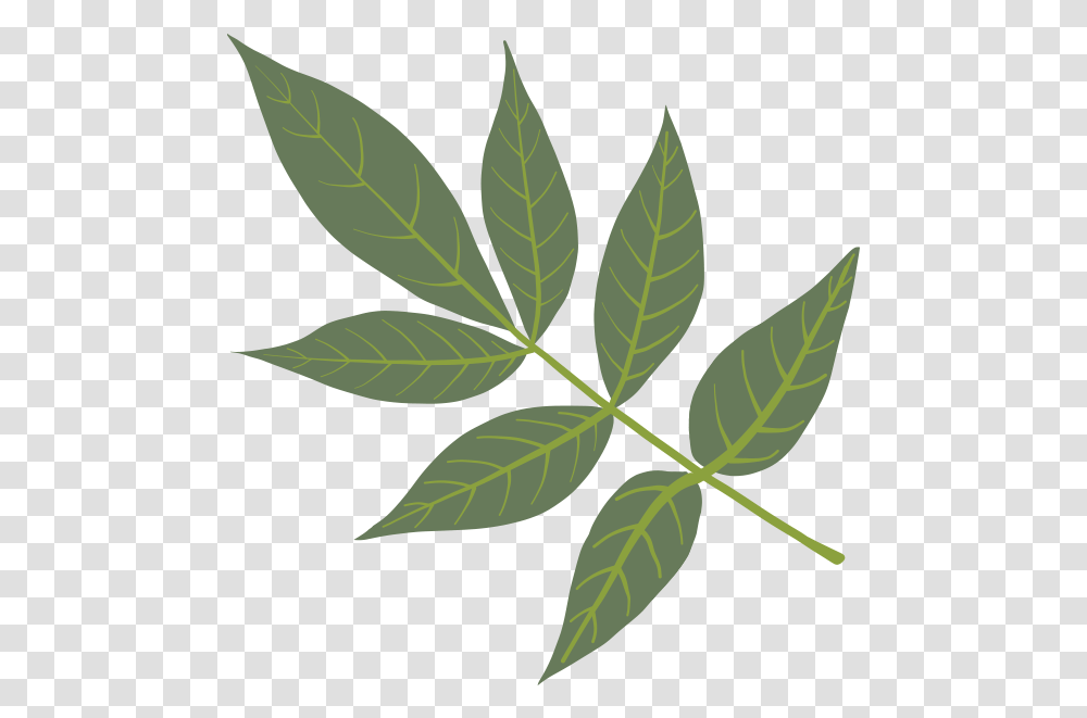 Green Ash Bay Laurel, Leaf, Plant, Pattern, Painting Transparent Png