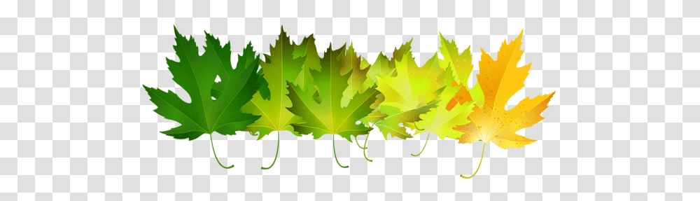 Green Autumn Leaves Clip Art Image Clipart, Leaf, Plant, Maple Leaf, Tree Transparent Png
