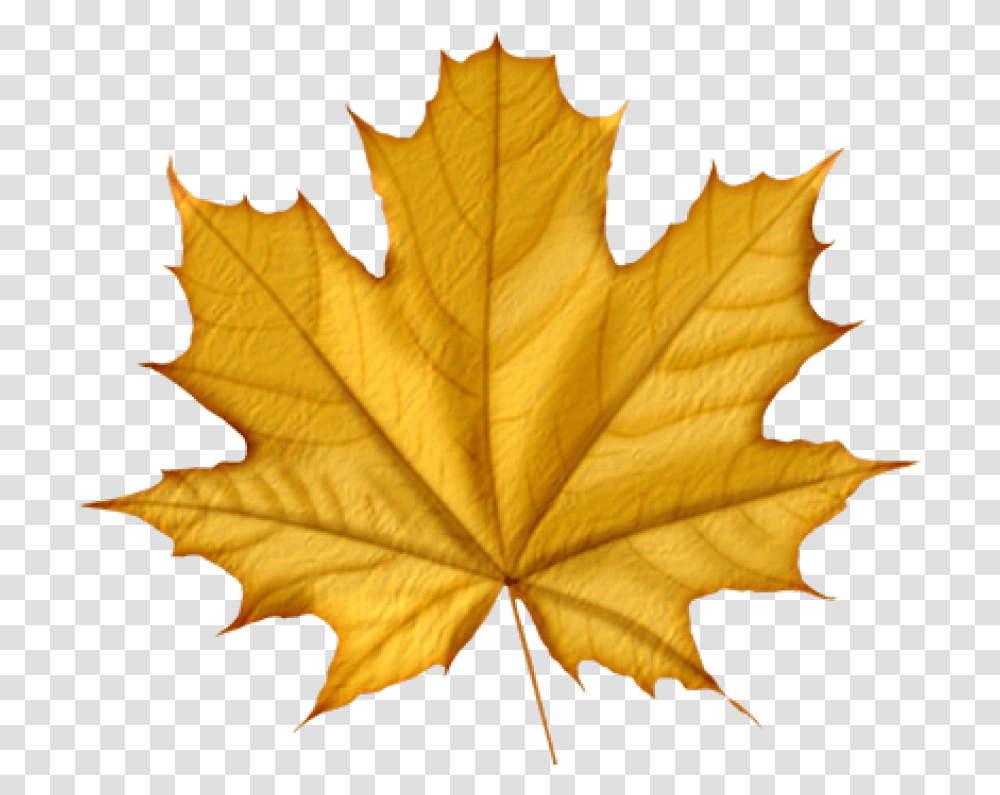 Green Autumn Leaves, Leaf, Plant, Tree, Maple Leaf Transparent Png