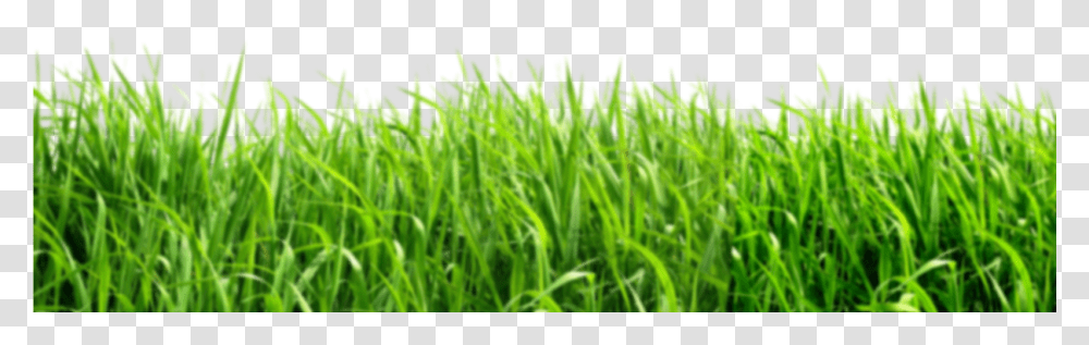 Green Background Download Grass, Plant, Lawn, Vegetation Transparent Png