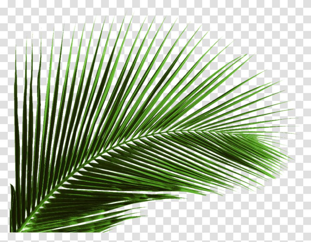 Green Banana Leaf Leaves Palm Tree Leaves, Plant, Veins, Vegetation, Pattern Transparent Png