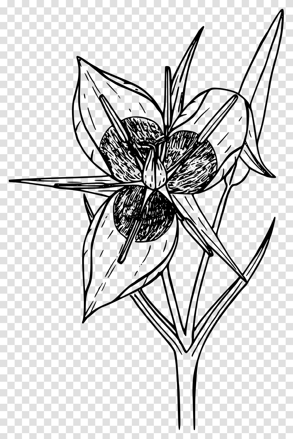 Green Banded Star Tulip Clip Arts, Gray, World Of Warcraft Transparent Png