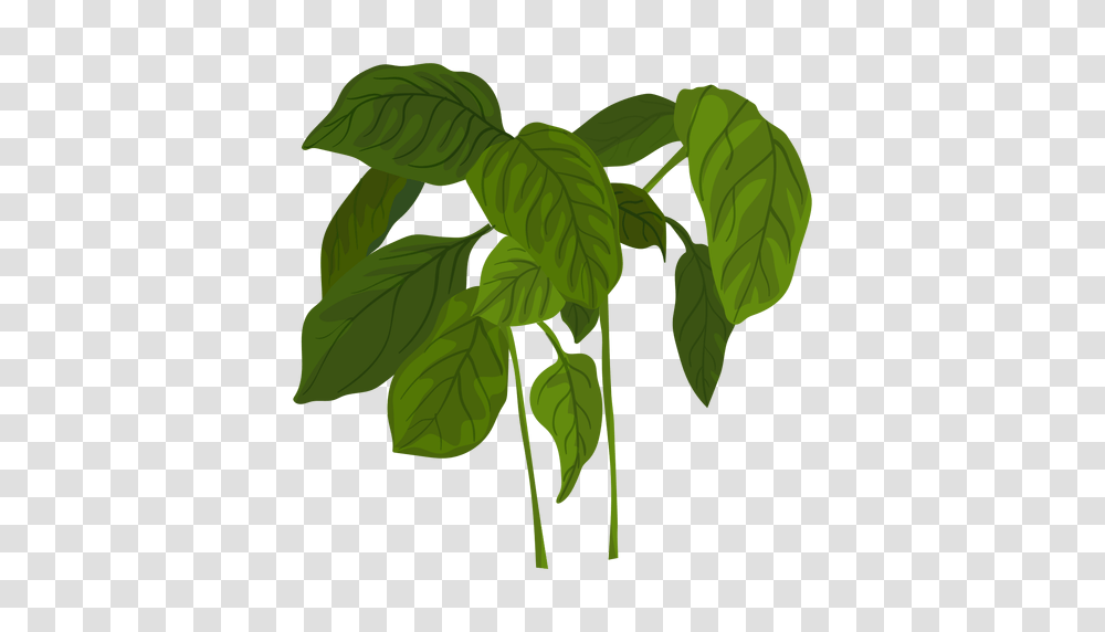 Green Basil Herb Illustration, Leaf, Plant, Potted Plant, Vase Transparent Png