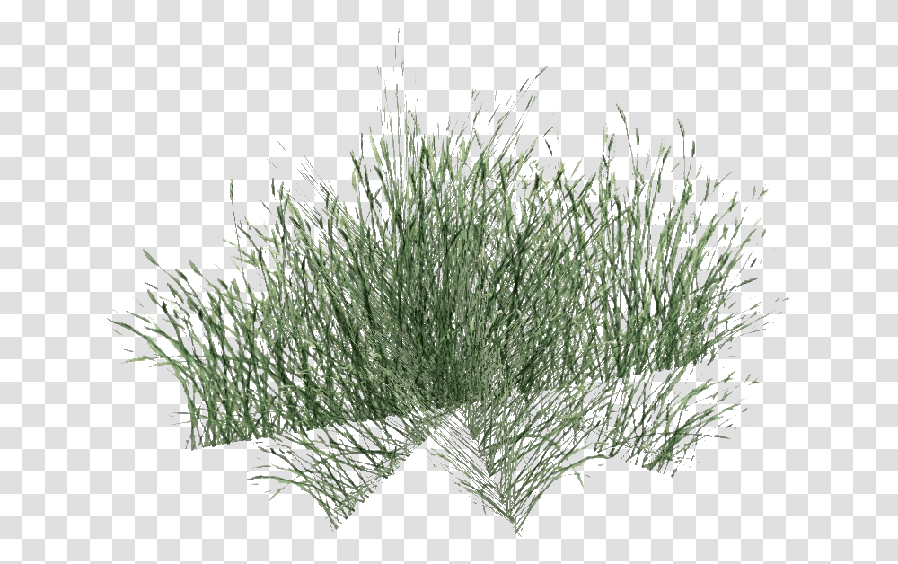 Green Beach Grass File Long Grass, Plant, Tree, Bush, Vegetation Transparent Png