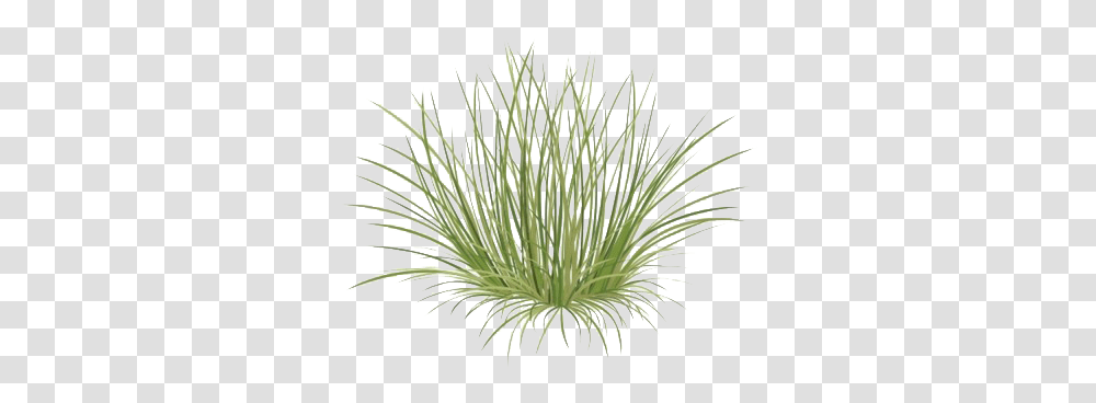 Green Beach Grass Image Beach Grass, Plant, Agavaceae, Vegetation, Agropyron Transparent Png