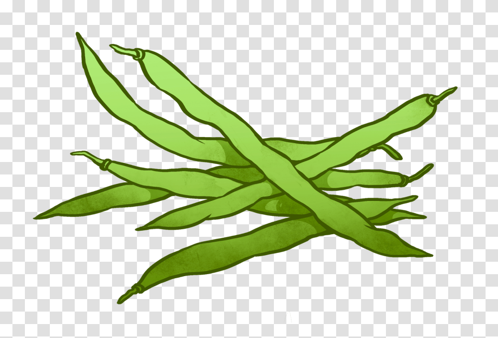 Green Bean Clip Art, Plant, Produce, Food, Vegetable Transparent Png