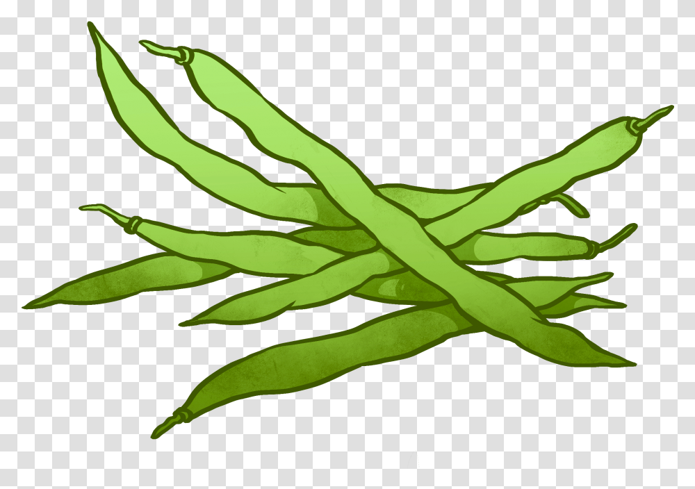 Green Bean Green Beans Clipart, Plant, Vegetable, Food, Produce Transparent Png