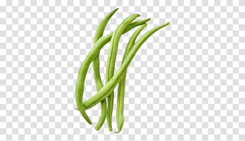 Green Beans Free Image Green Bean Clipart, Plant, Produce, Food, Vegetable Transparent Png