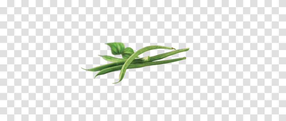 Green Beans, Plant, Produce, Food, Vegetable Transparent Png