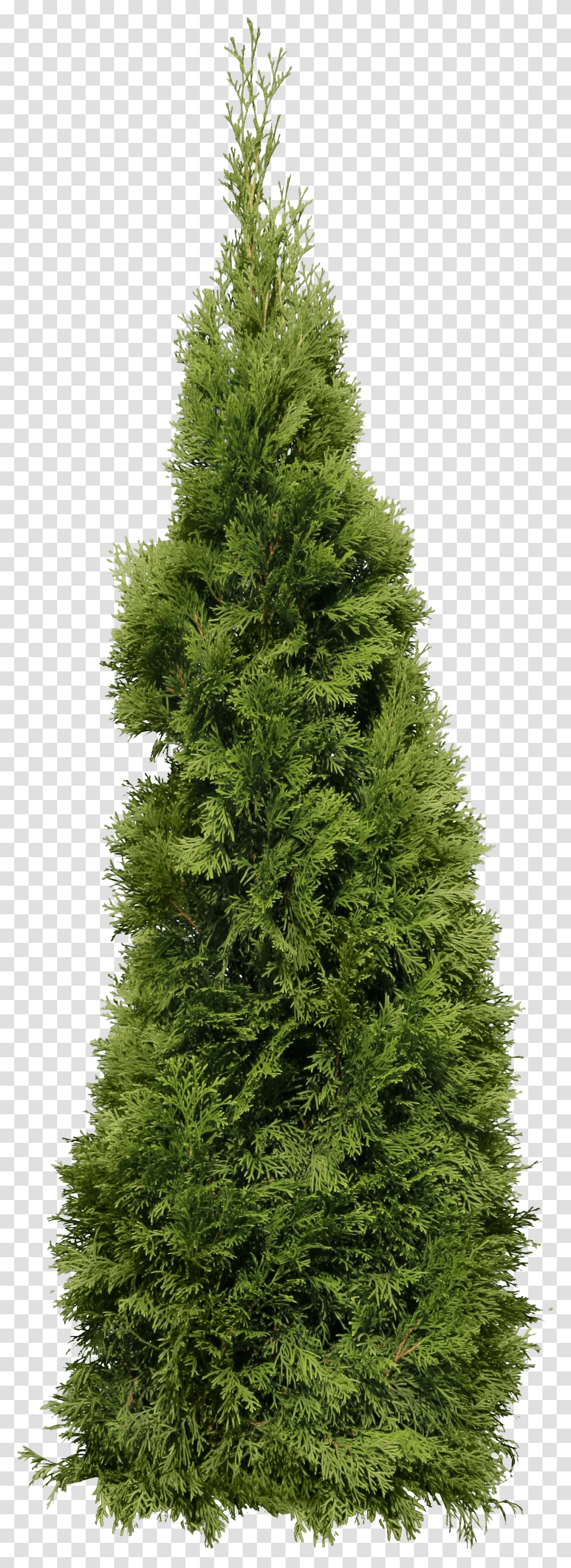 Green Big Fir Tree Image Matte Painting Images Hd In Transparent Png