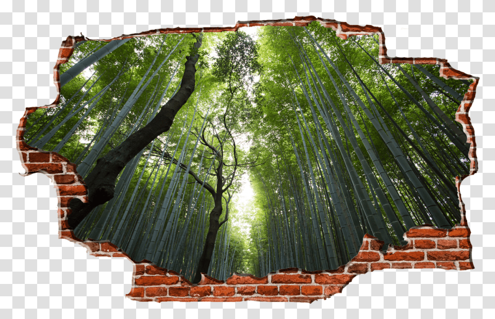 Green Birch Tree Forest Breaking Wall Nature Jvc Lt 50vf30k, Plant, Brick, Bamboo Transparent Png