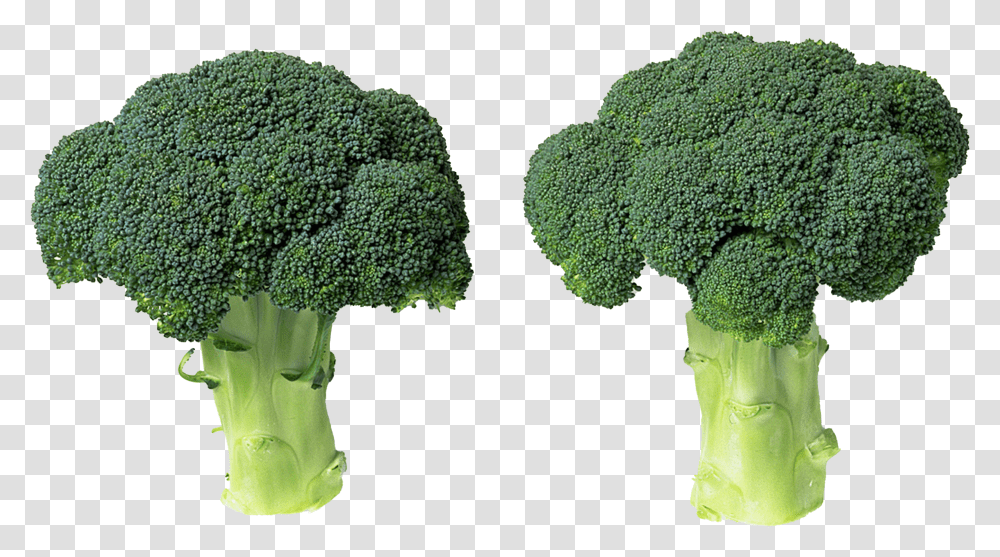 Green Broccoli File Superfood Transparent Png