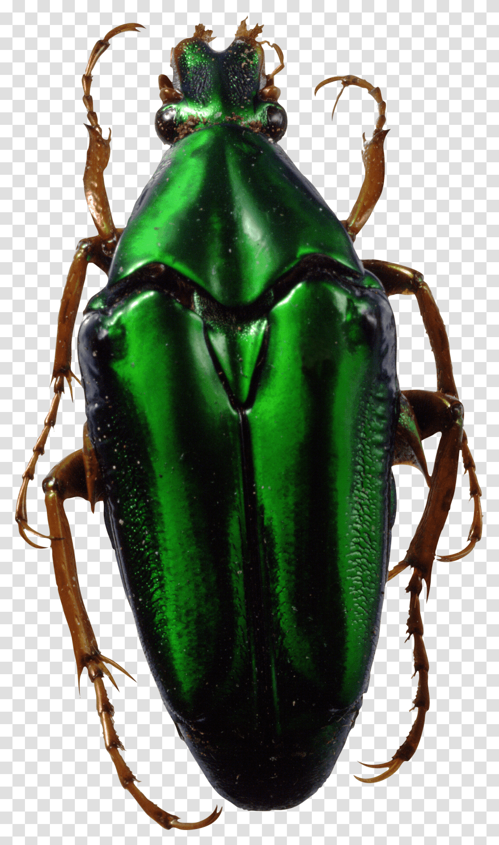 Green Bug Green Insect, Invertebrate, Animal, Dung Beetle, Cockroach Transparent Png