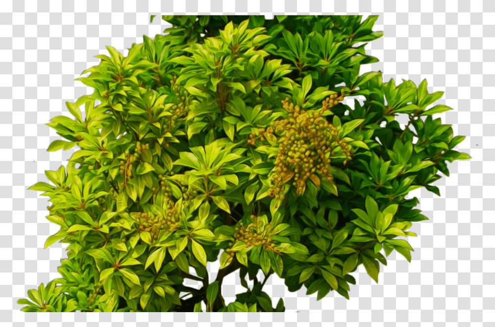 Green Bush Bush Top View, Plant, Acanthaceae, Flower, Vegetation Transparent Png
