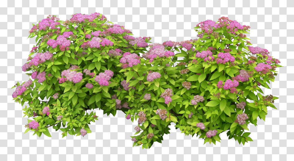 Green Bush Fleurs Photoshop Transparent Png