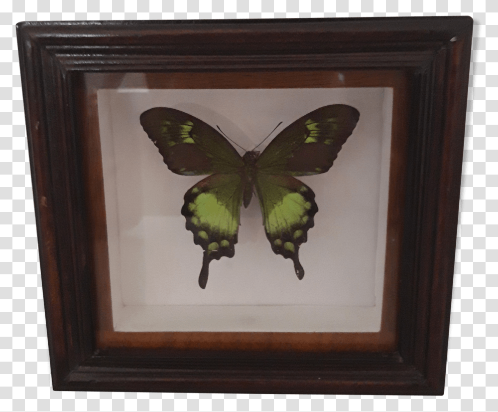 Green Butterfly FrameSrc Https Papilio, Insect, Invertebrate, Animal, Bird Transparent Png