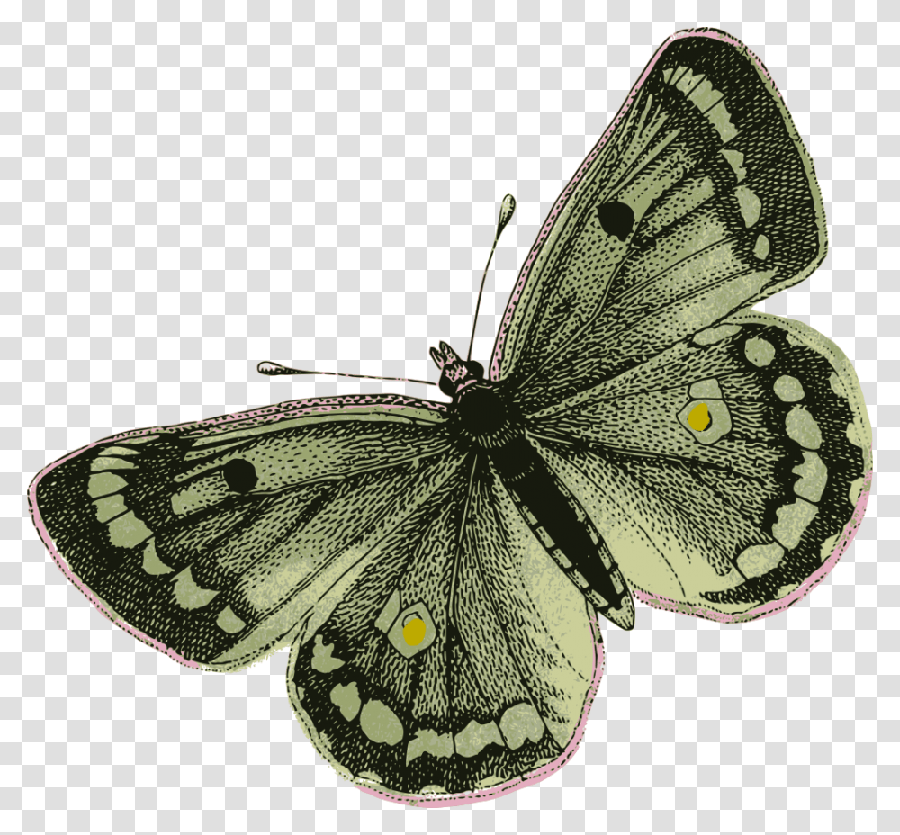 Green Butterfly Green Butterfly, Insect, Invertebrate, Animal, Moth Transparent Png