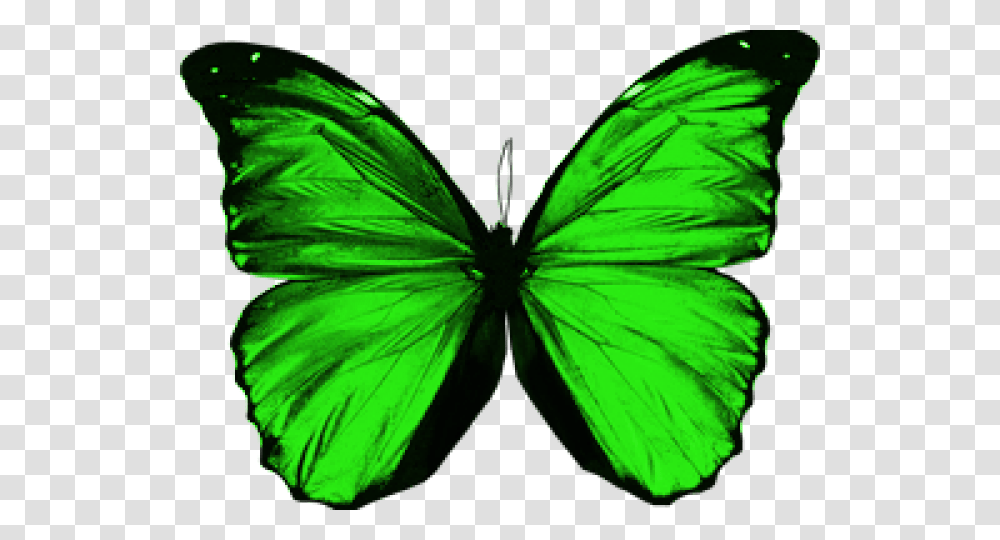 Green Butterfly Green Butterfly Wings, Insect, Invertebrate, Animal, Monarch Transparent Png