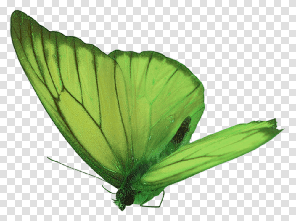 Green Butterfly, Insect, Invertebrate, Animal, Plant Transparent Png