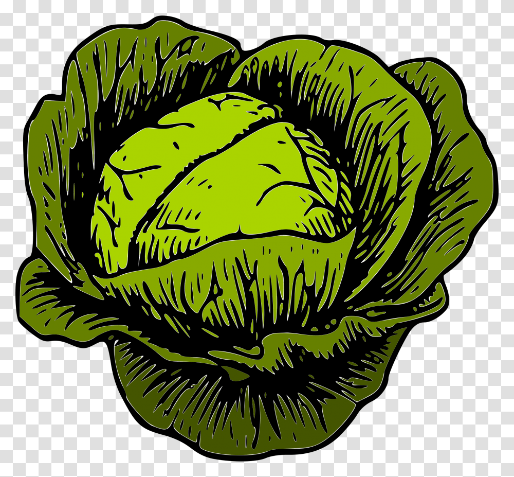 Green Cabbage, Plant, Vegetable, Food, Head Cabbage Transparent Png