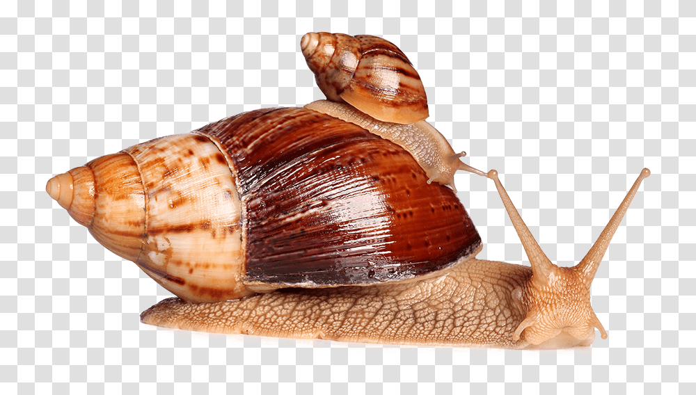 Green Cavier Giant African Snail, Invertebrate, Animal, Sea Life, Fungus Transparent Png