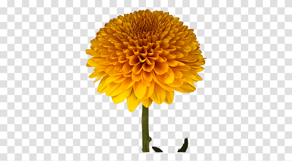 Green Chrysanthemum, Dahlia, Flower, Plant, Blossom Transparent Png