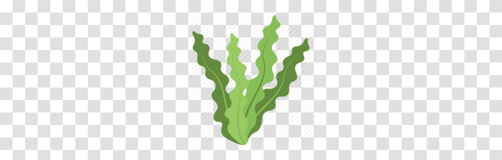 Green Clipart, Plant, Vegetable, Food, Vegetation Transparent Png