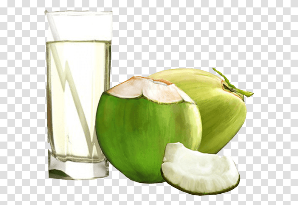 Green Coconut Pic Coconut Water Images Download, Plant, Vegetable, Food, Fruit Transparent Png