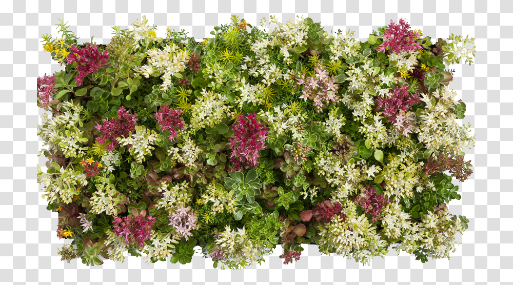 Green Color Splash Download, Plant, Flower, Dress, Geranium Transparent Png