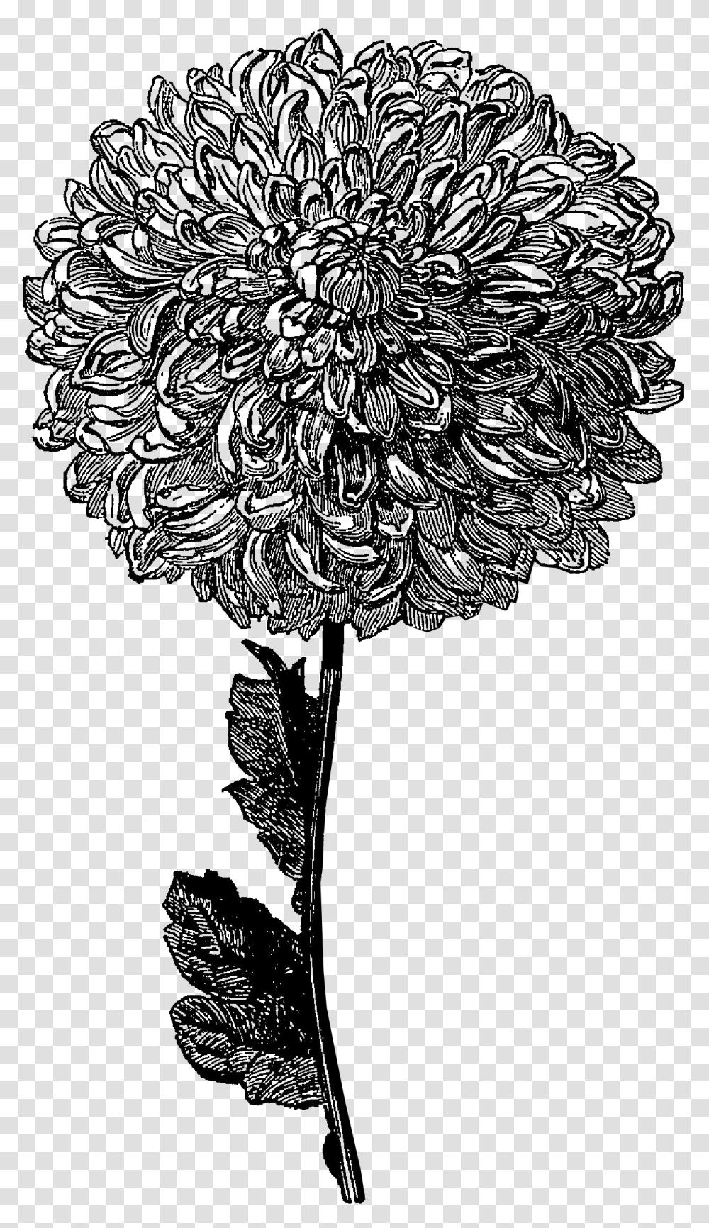 Green Drawing Chrysanthemum Background Flowers Black, Glass, Soil, Cushion Transparent Png