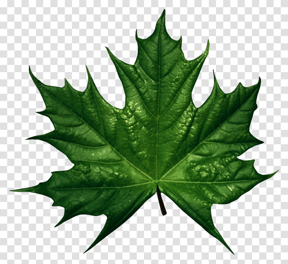 Green Fall Leaves Clip Art, Leaf, Plant, Tree, Maple Transparent Png