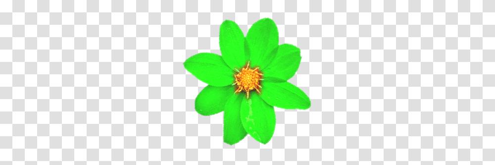 Green Flower, Anemone, Plant, Blossom, Anther Transparent Png