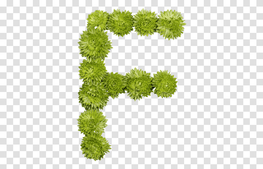 Green Flower Font Grass, Plant, Bush, Vegetation, Tree Transparent Png