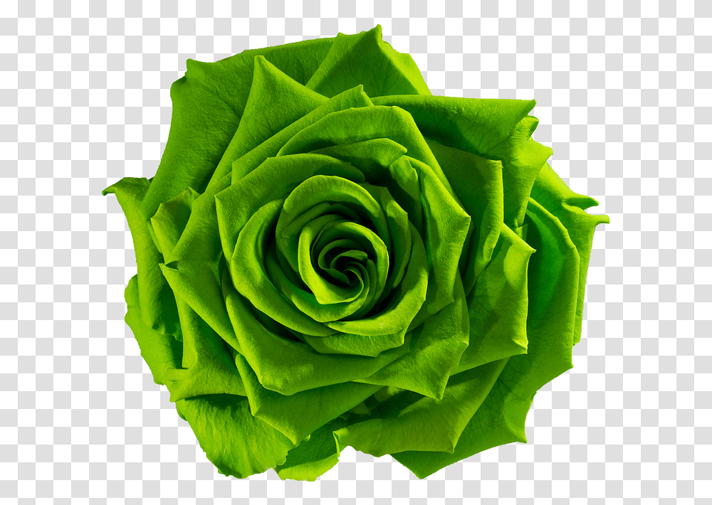 Green Flower Gt Green Rose, Plant, Blossom, Pattern Transparent Png