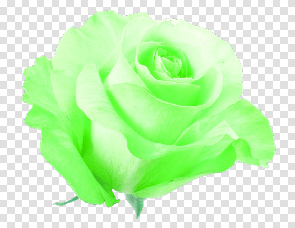 Green Flower Neon Pretty Freetoedit Flowers Neon Green, Rose, Plant Transparent Png