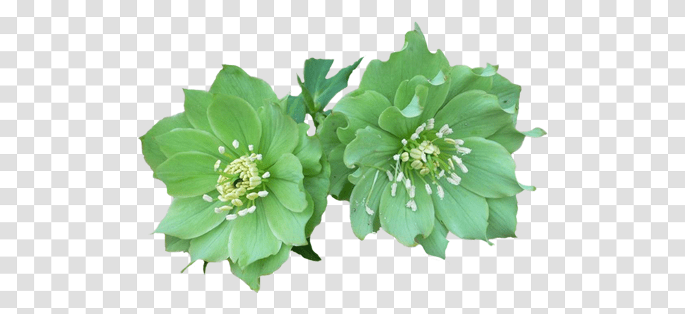 Green Flowers 3 Image Stella Daily Freshness Green Fresh, Plant, Anther, Leaf, Potted Plant Transparent Png