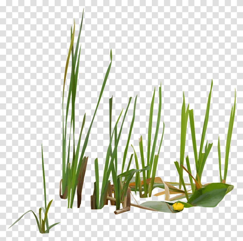 Green Flowers And Plants In Growing Flowers Growing, Grass, Bamboo Transparent Png