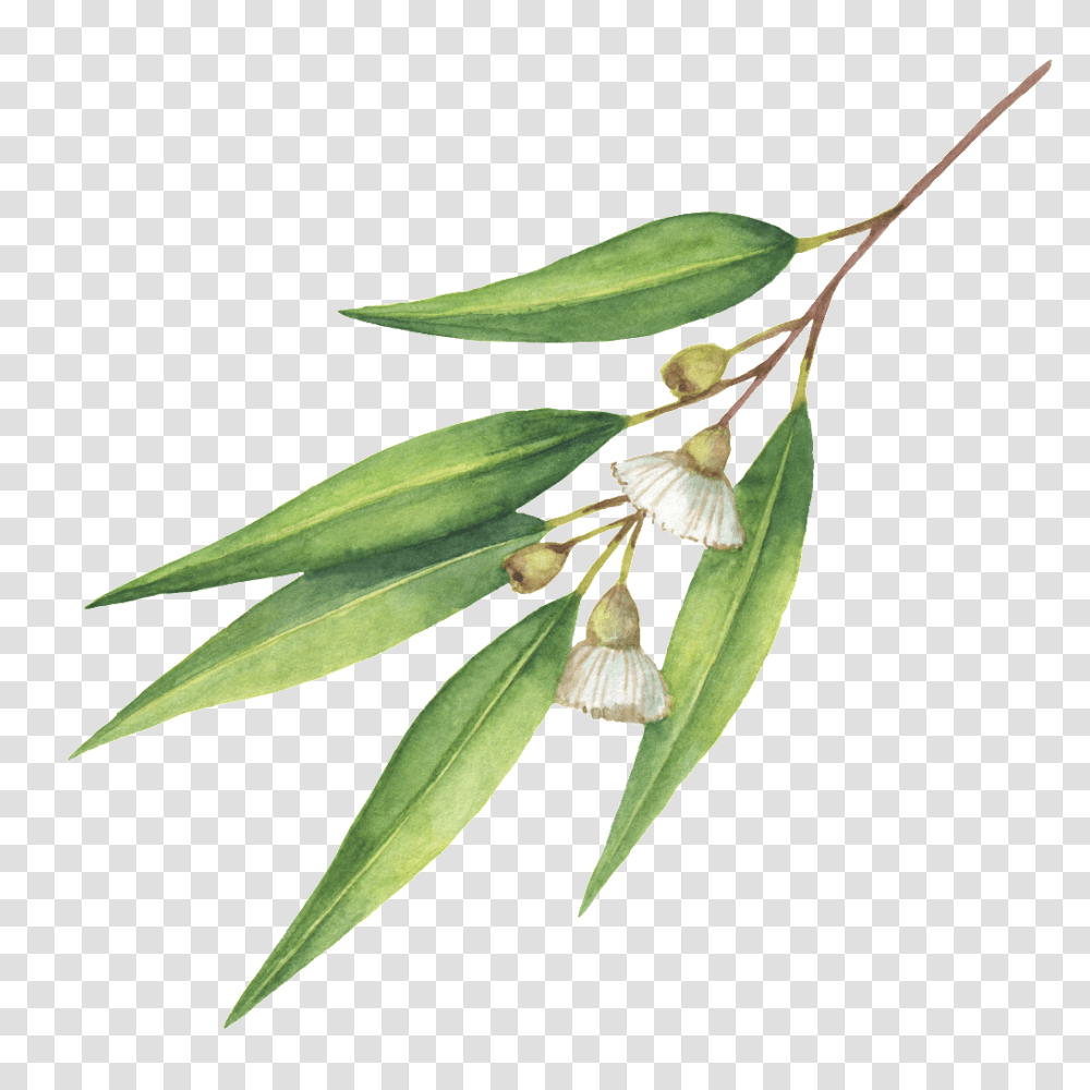 Green Flowers Free Download Vector, Plant, Leaf, Aloe, Sprout Transparent Png