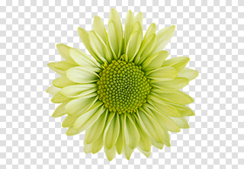 Green Flowers Picture Daisy Flowers Green Clipart, Plant, Daisies, Blossom, Petal Transparent Png