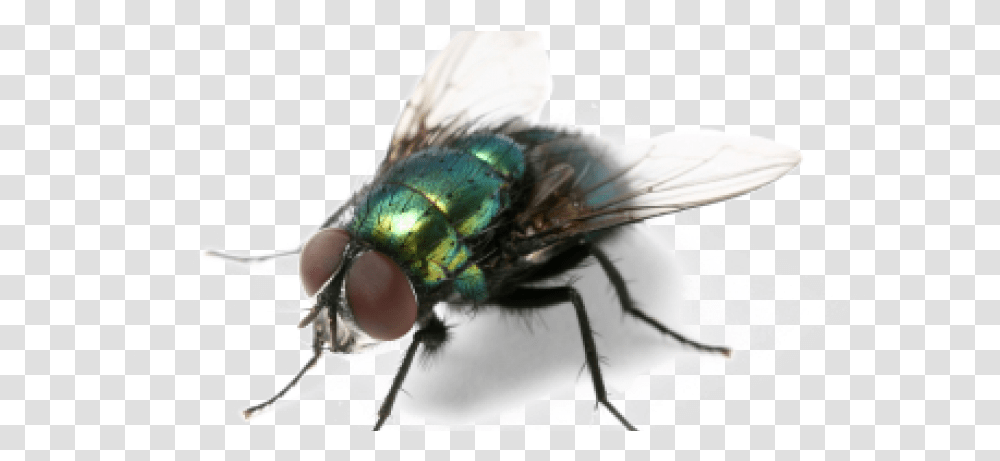 Green Fly Clipart Background It's Almost Summer And All The Annoying Creatures Are, Insect, Invertebrate, Animal, Asilidae Transparent Png
