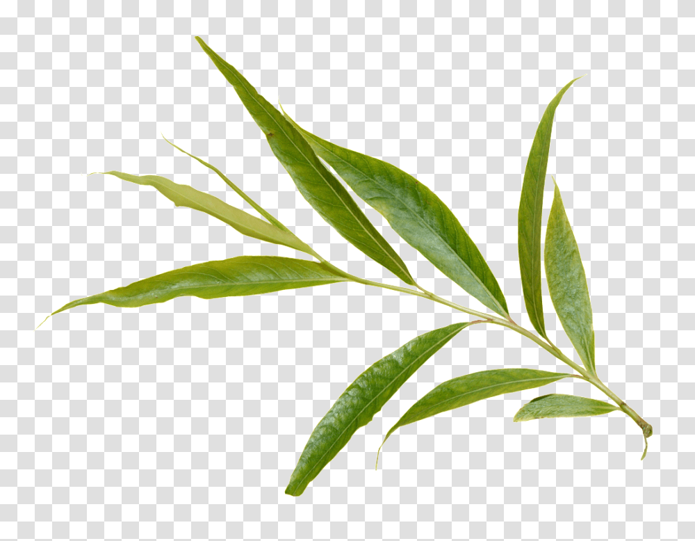 Green Foliage Free Download Vector, Plant, Leaf, Grass, Food Transparent Png