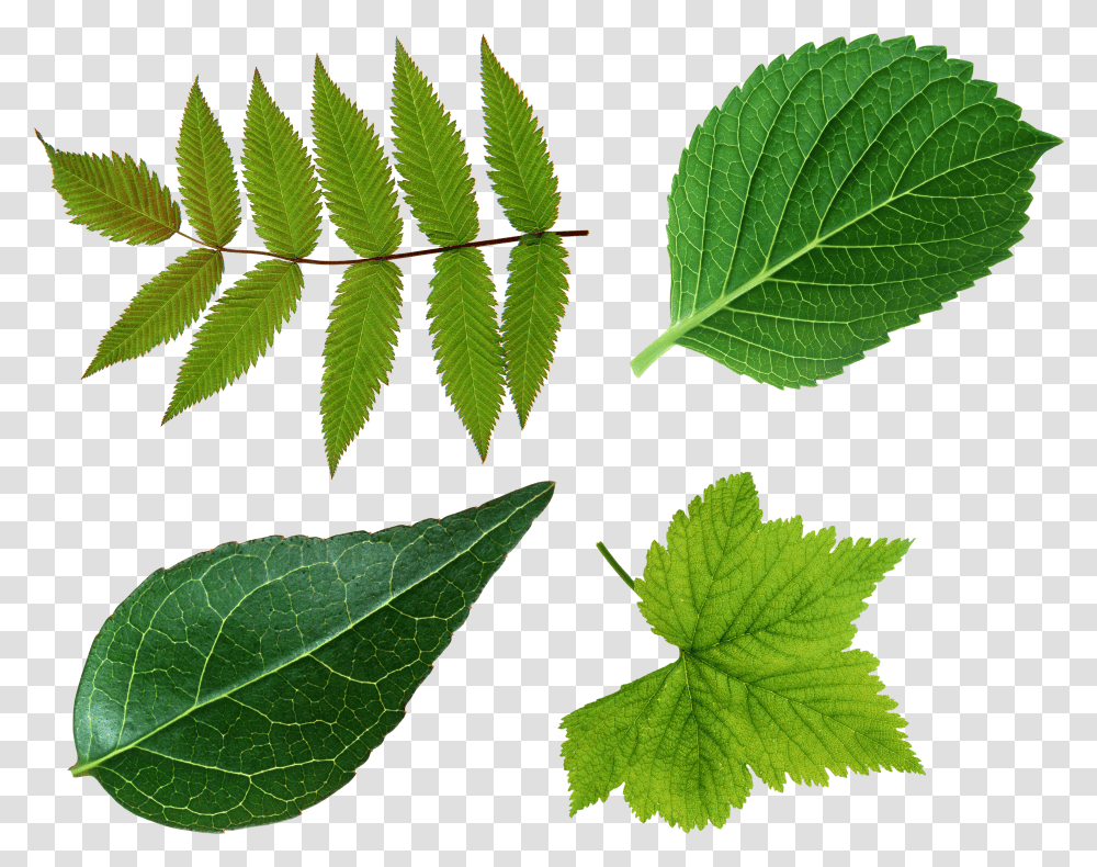 Green Foliage V Leaf Transparent Png