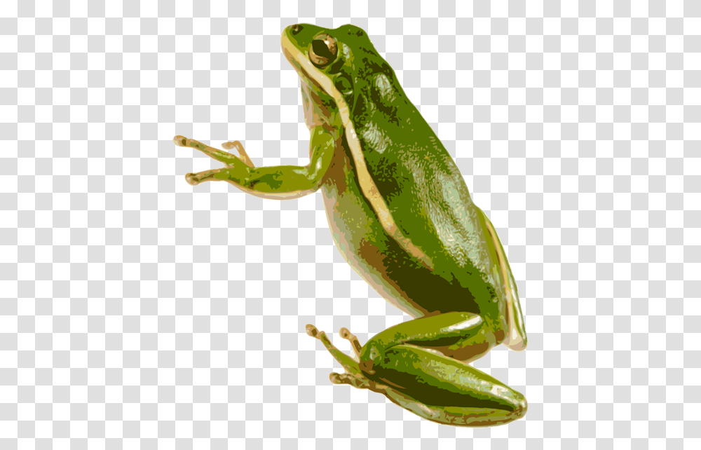 Green Frog Green Tree Frog, Amphibian, Wildlife, Animal Transparent Png
