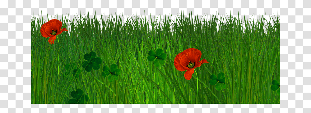 Green Grass Background, Plant, Flower, Blossom, Poppy Transparent Png