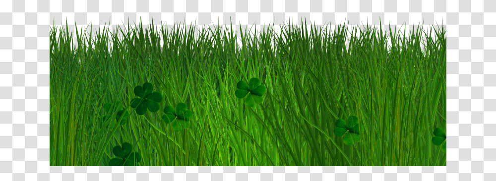 Green Grass Background, Plant, Lawn, Agropyron, Vegetation Transparent Png