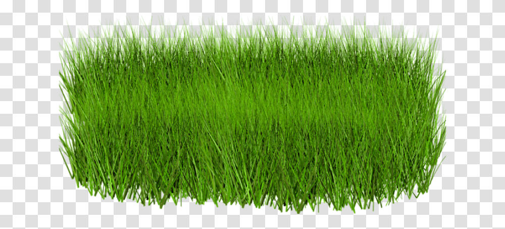 Green Grass Image Hd, Plant, Lawn, Reed, Agropyron Transparent Png