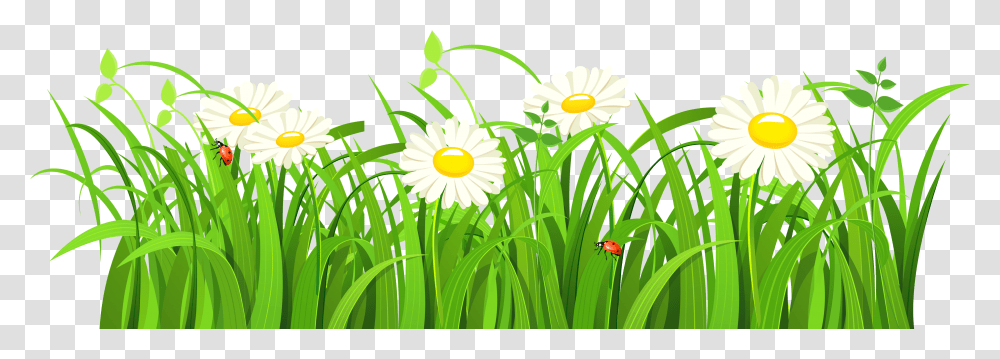Green Grass Vector, Plant, Flower, Blossom, Daisy Transparent Png